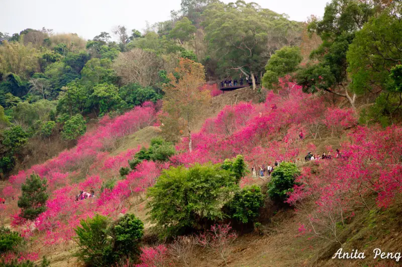 【玩樂．台中】曾是秘境的台中大坑濁水巷櫻花林（2015年花況)