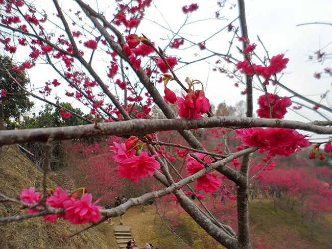 【台中】大坑濁水巷櫻花林-快來捕捉艷紅的櫻花美景唷~