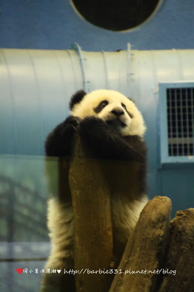 ♥看吧~台北ღ文山區♥親愛的圓仔~我來了XD☆臺北市立動物園☆