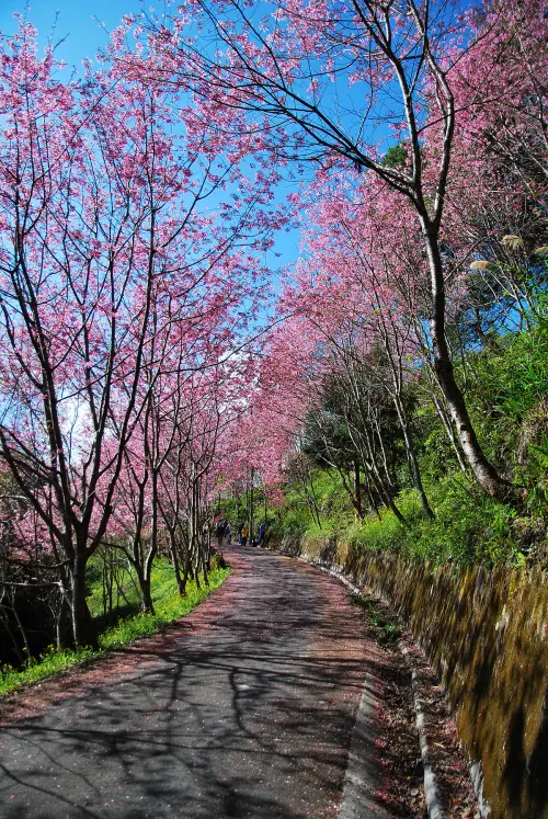 秘密 ? 粉色系浪漫 .. * 桃園 . 中巴陵櫻花隧道 ( 拉拉山 )