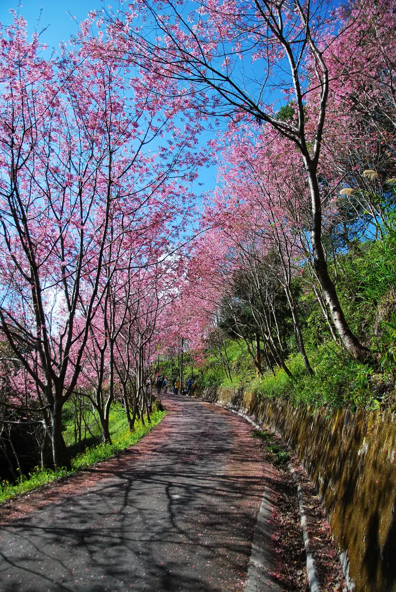 秘密 ? 粉色系浪漫 .. * 桃園 . 中巴陵櫻花隧道 ( 拉拉山 )