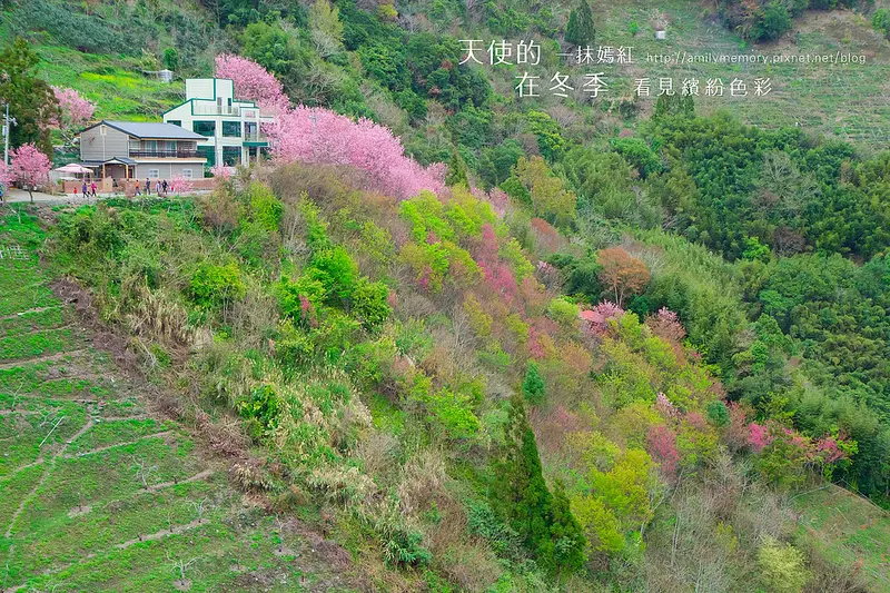 ╠拉拉山櫻花╣2014拉拉山恩愛農場櫻花花況 中巴陵櫻木花道花況