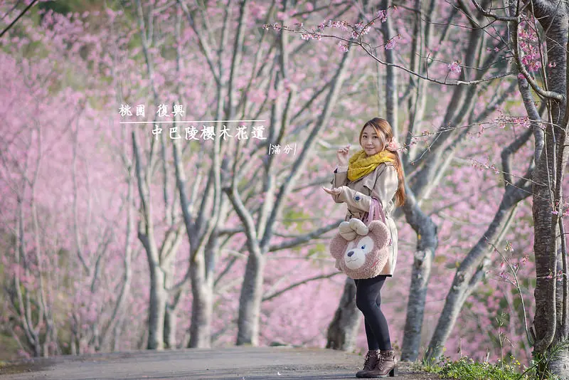 【桃園。復興景點】中巴陵櫻木花道 ~ 拉拉山免門票櫻花秘密基地。粉紅色來襲 ~ 昭和櫻盛開迎春