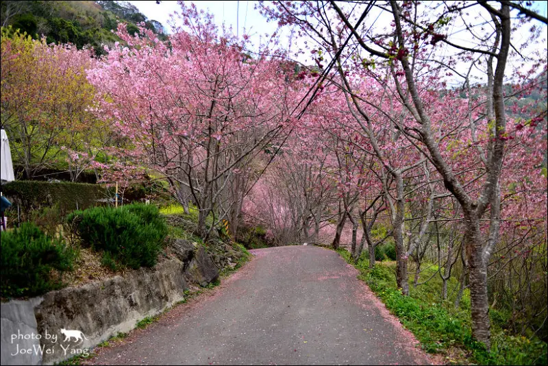 遊記°桃園 -《 櫻木花道 》2014/02/26 花況