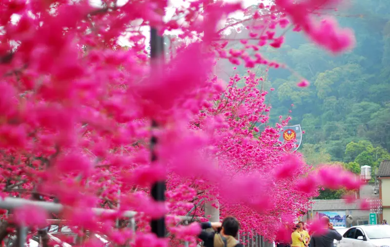 櫻 の 警所 * 后里 . 泰安派出所 ( 八重櫻 )