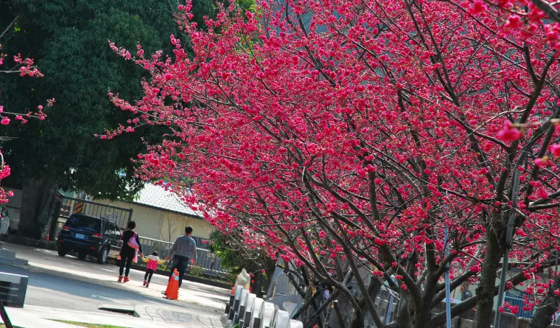 花現幸福背影 * 台中后里 . 泰安派出所櫻花