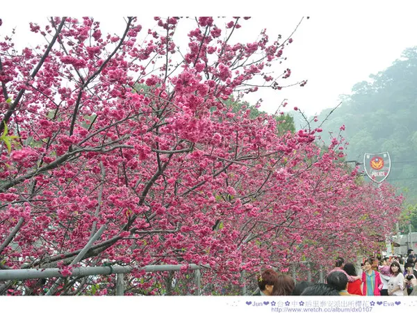 【遊記】oO。。台中　后里　泰安派出所櫻花　這裡的櫻花爆炸性的開！趕快趁著週末天氣好，出遊去囉～。o○。
