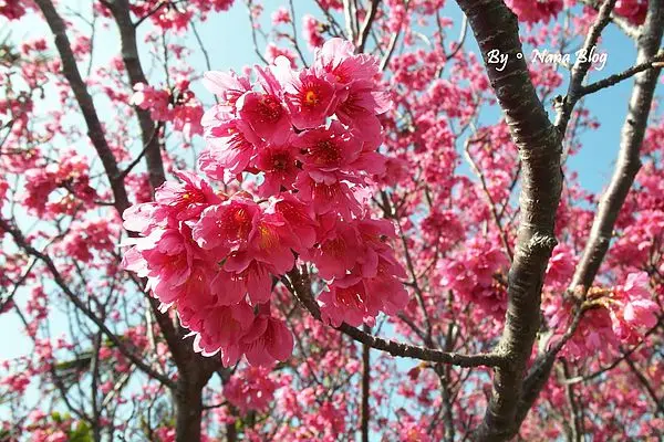 獨一無二來去警局賞櫻花❤2014泰安派出所賞櫻花2/2花況