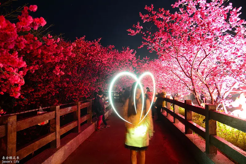 【台中后里｜景點】泰安派出所夜櫻大爆發，錦簇開花，夜晚月光下的櫻花顯得更加浪漫，趕快來賞花。泰安櫻花季