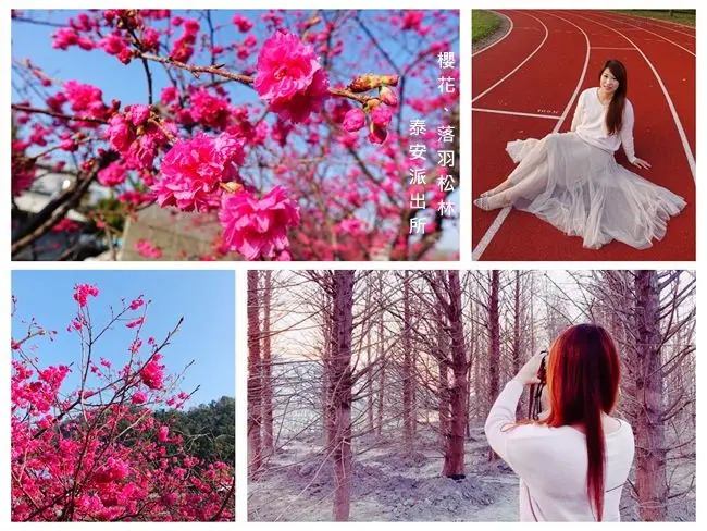 台中后里櫻花 ▶ 2018泰安櫻花季 ▶ 全台最美派出所櫻花盛開了 可順遊落羽松林美拍 景色宛如夢幻新秘境 (花況、交通管制、接駁車資訊)