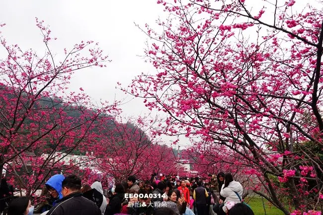 【泰安櫻花】后里泰安派出所賞櫻花 ♥ 全台最浪漫派出所的櫻花開了 泰安派出所櫻花季時間/交通資訊/接駁車資訊