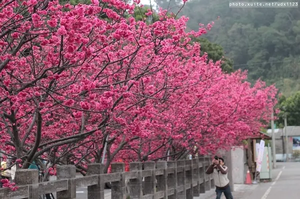 賞櫻in泰安派出所✪櫻花盛開，好美唷❤~103.02.07        
      