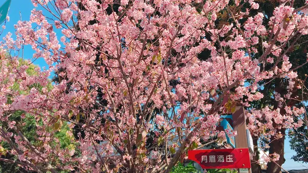 【2018泰安櫻花季】台中賞櫻最夯景點泰安派出所/台中最美櫻花隧道/想賞櫻的保握最後花期(2018/3/10最新花況)