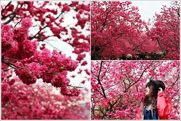 台中｜2018后里泰安櫻花季．浪漫櫻花盛開全台最美派出所&泰安國小落羽松&泰安鐵道文化園區