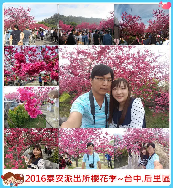 [台中后里]2016泰安派出所櫻花季~號稱最美派出所,櫻花現正熱情怒放中/台中景點/后里泰安派出所/櫻花季/季節限定