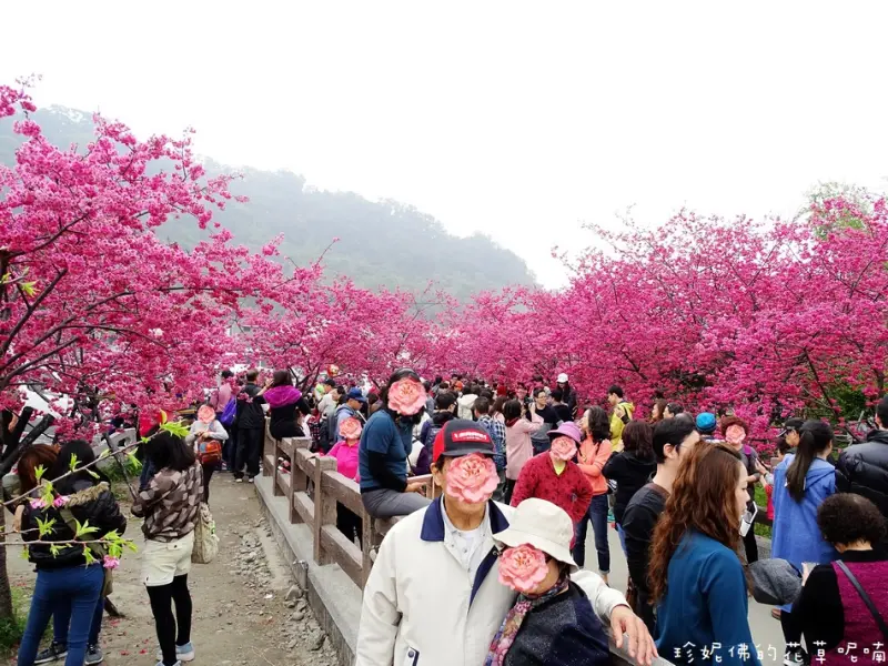 【台中-后里區】2018后里泰安櫻花季 2/24-3/18