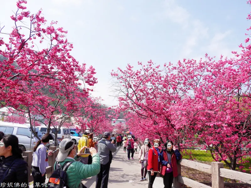 【台中-后里區】2021泰安派出所櫻花林櫻花季