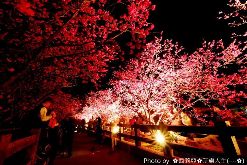 【台中。后里區】浪漫夢幻！讓我們走一趟『泰安派出所』夜賞緋紅八重櫻，感受越夜越美麗的幸福氛圍吧！(賞花日期：106/3/04)