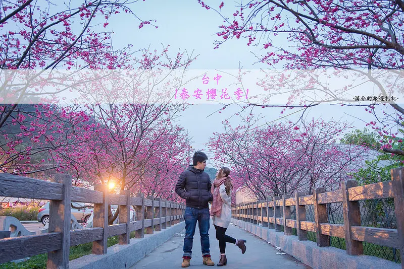 【台中。后里景點】泰安派出所櫻花季 / 季節限定 ~ 全台最美派出所。粉色八重櫻獨領風騷。晨夜櫻景特輯