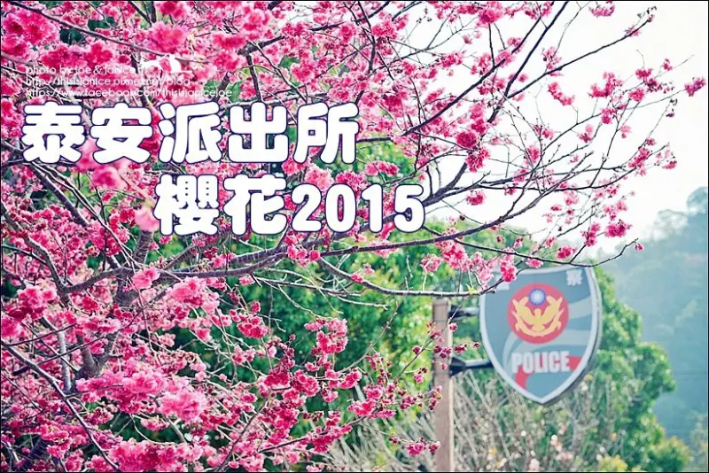 隨拍°台中 -《 泰安派出所 - 櫻花2015 》 (2015/02/21 拍攝)