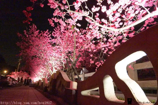 【台中。后里】2016后里泰安櫻花季。夜賞櫻花。泰安派出所櫻花滿開