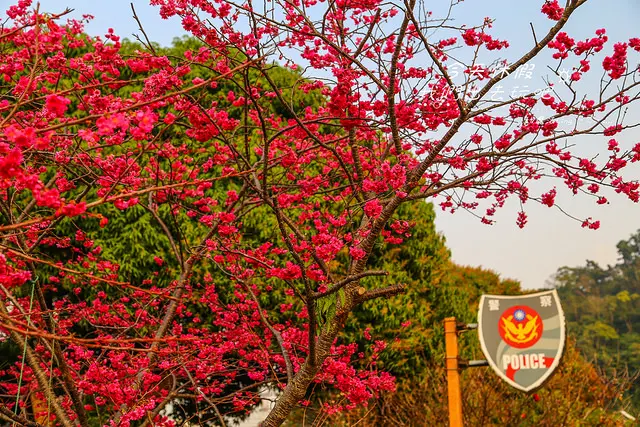 [ 台中⊙后里]2017泰安派出所賞櫻。3/5花況