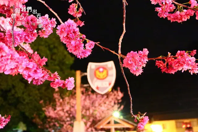[ 台中⊙后里]泰安派出所。夜賞八重櫻
