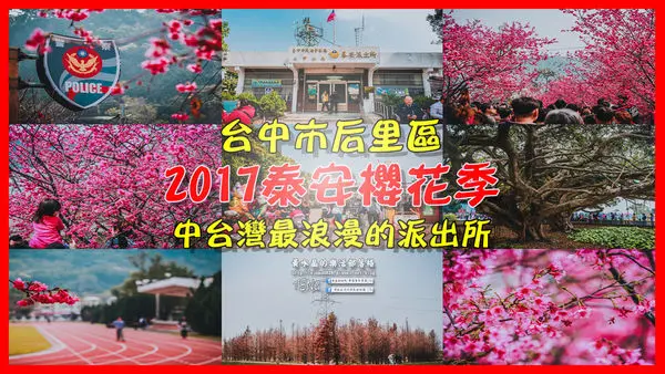 泰安派出所2017櫻花季|台中市后里區時間限定熱門賞櫻景點；中台灣最浪漫的派出所；加碼泰安國小後方落羽松林及大安溪花樑鋼橋桃花林園。
