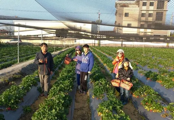 泰安櫻花季來囉!賞櫻花.落羽松.採草莓.看燈會，親子一日遊一次滿足!