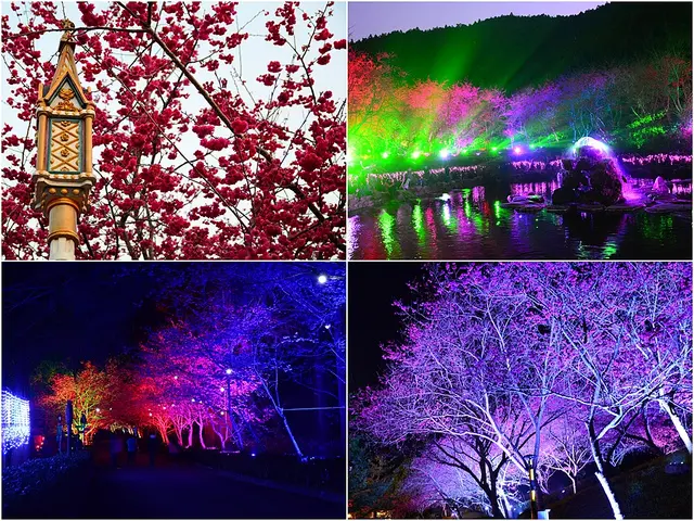 【南投│景點】夜櫻登場絢爛夜空，櫻花祭必賞。九族文化村櫻花祭(1/31~3/15)(2/14花況)