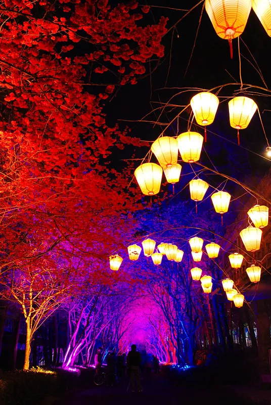 ◈南投◈ⓜ九族夜櫻季ⓜ