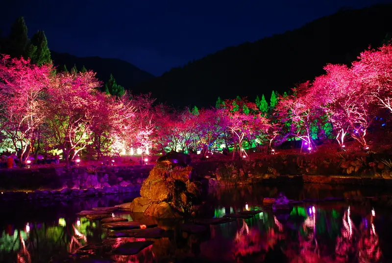 ◈南投◈ⓜ2009九族夜櫻季ⓜ