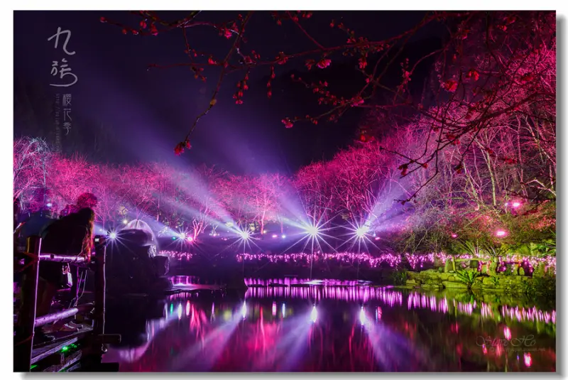 【九族夜櫻】絢爛交織，繽紛夢幻，唯美浪漫，全台最美的夜櫻光雕秀