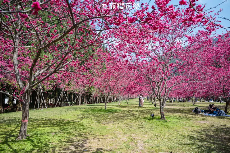  南投賞花必拍打卡點：九族文化村/ WalkerLand窩客島整理提供 未經許可不可轉載