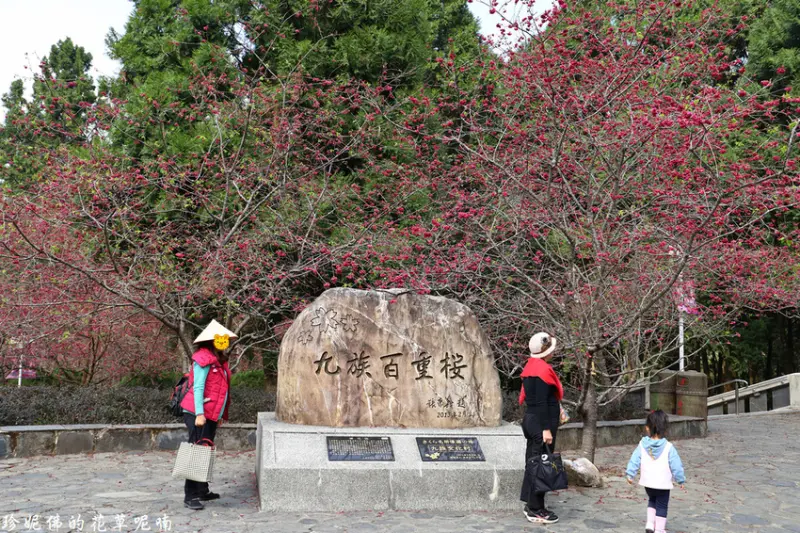 【南投-魚池鄉】2020九族櫻花祭 紫戀薰衣草｜九族文化村