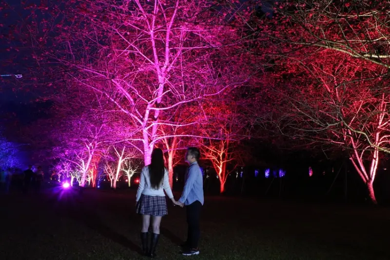 南投旅遊推薦。九族文化村 九族櫻花祭 20回紀念 櫻花茶會賞櫻品茶