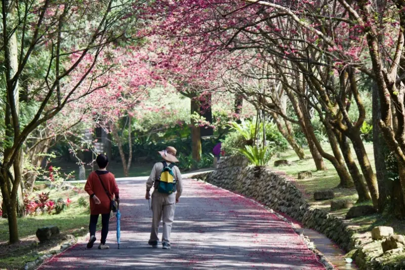 九族文化村：白天到夜晚賞櫻樂、第二波櫻花季＿富士櫻華麗登場（台灣第一夜櫻、最壯觀櫻花隧道）