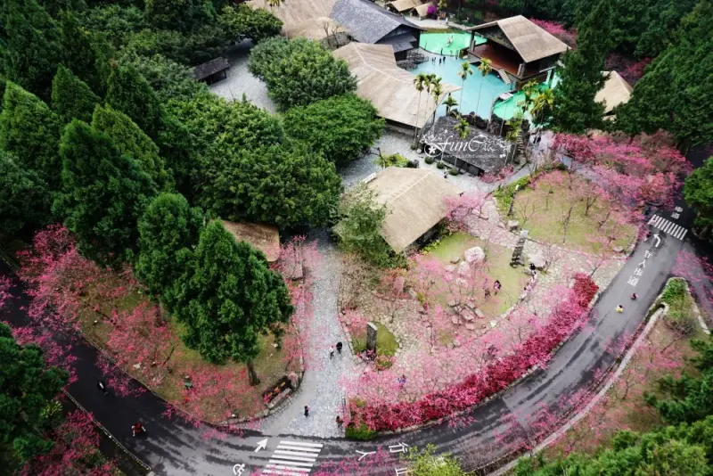 【南投，魚池】2017國內賞花去！超美粉樂園，九族櫻花高人氣要開始倒數了！