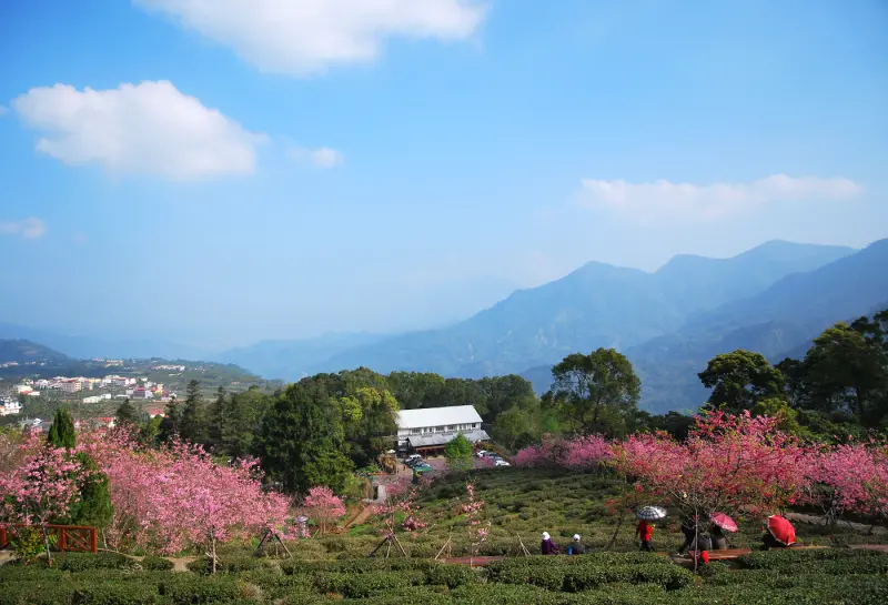 333 . 河津櫻密碼 * 南投鹿谷 . 台大鳳凰茶園