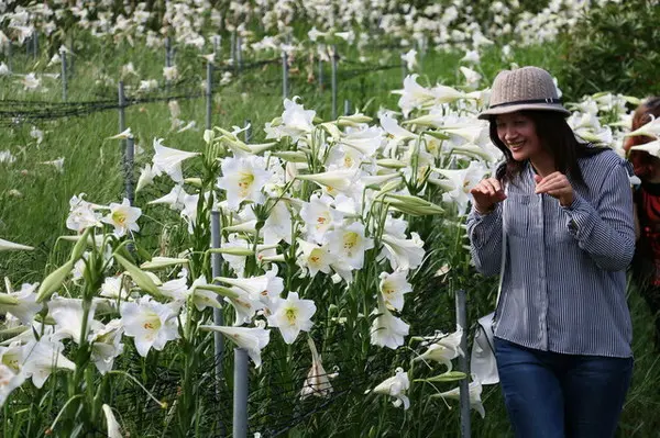 台北。內湖～碧山巖、白石湖吊橋、幸福同心池、穠舍田園咖啡～賞百合、金針、蓮花～冬天可以採草莓(內有交通資訊)