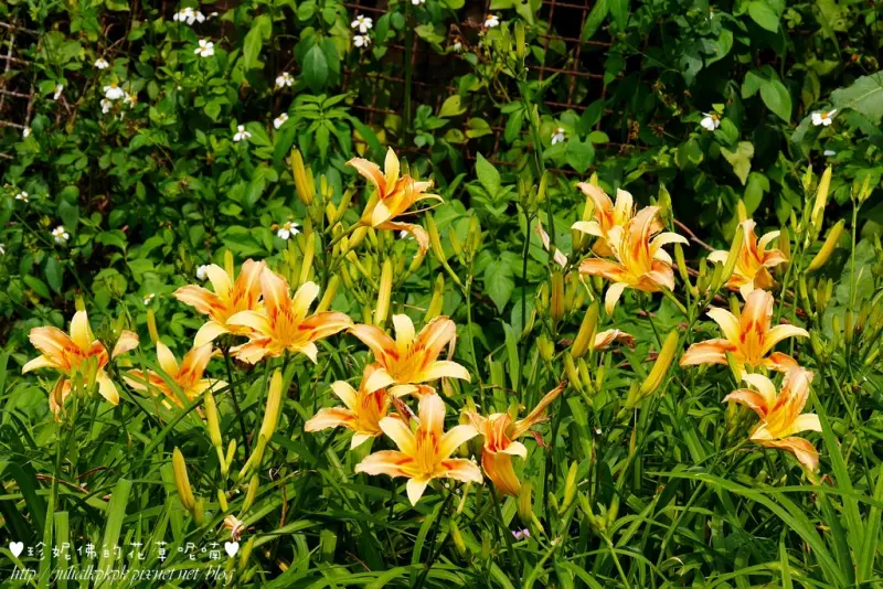 【台北-內湖區】白石湖吊橋 浪漫同心池旁賞金針花