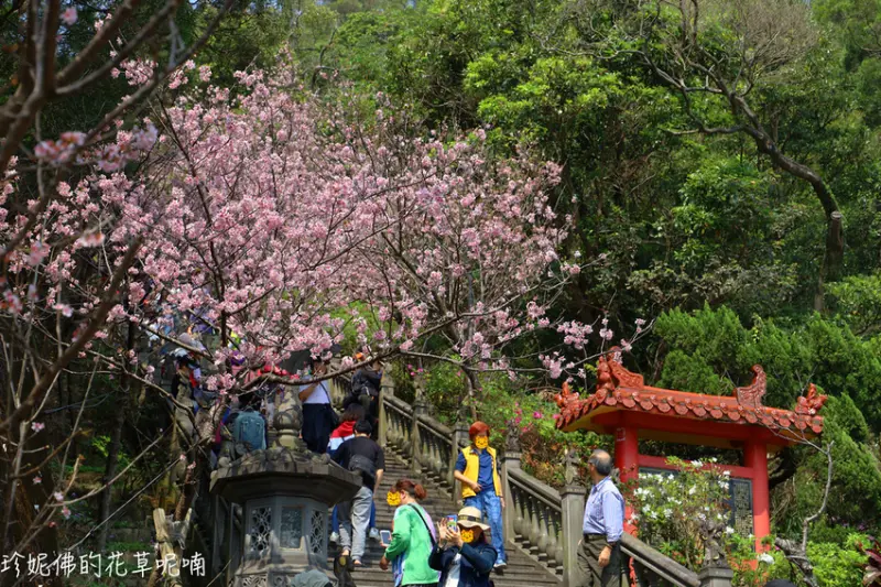 【台北-內湖區】2020碧山巖賞櫻
