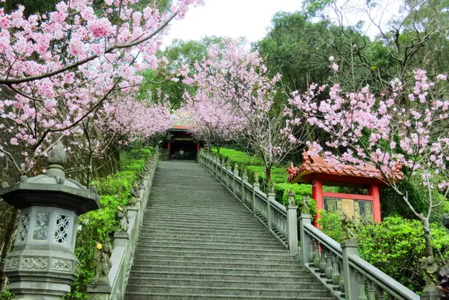 台北賞櫻 ∥ 內湖碧山巖椿寒櫻盛放迎新春