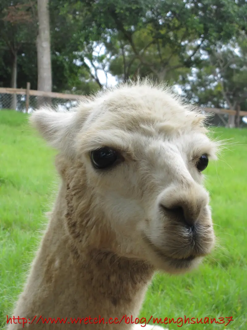 遊ｉｎ台中。不可愛不用錢．草泥馬【天馬牧場】