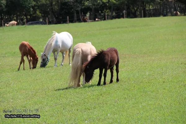 §2013台中§ 7.25 台中月眉天馬牧場