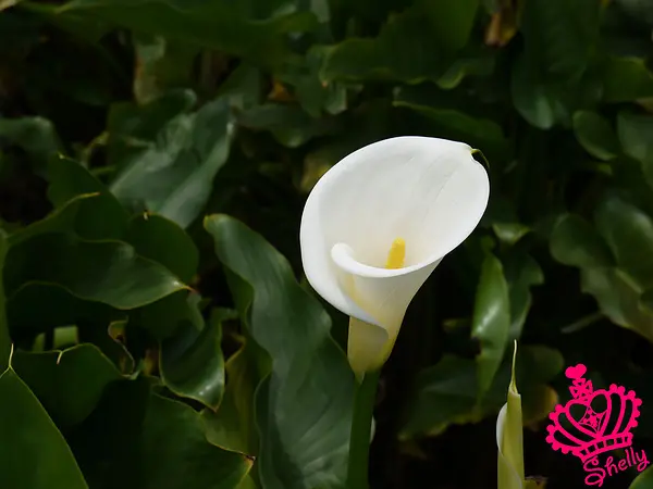 ◆台北◆ 陽明山採海芋之大屯山公園享受陽光一日遊（上）