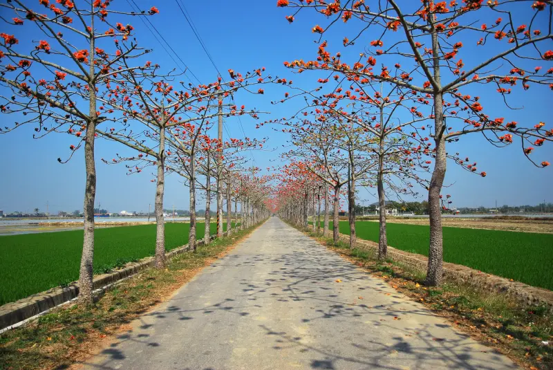 思念 . 如影隨行 ... * 台南白河 . 林初埤木棉花