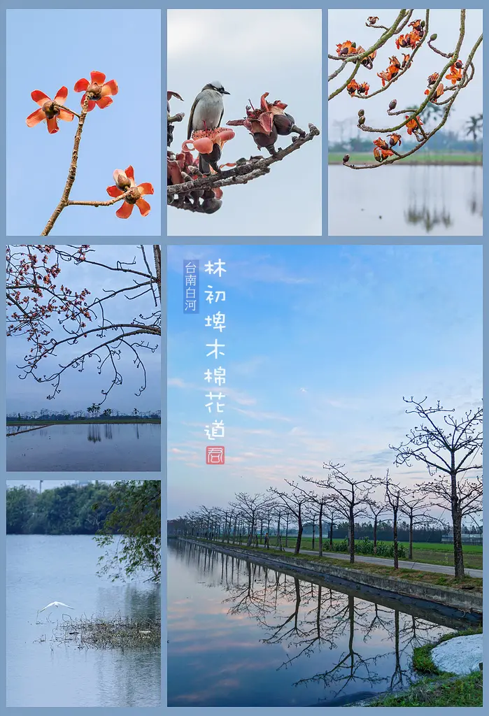【台南】林初埤木棉花道．全球15大最美花海街道