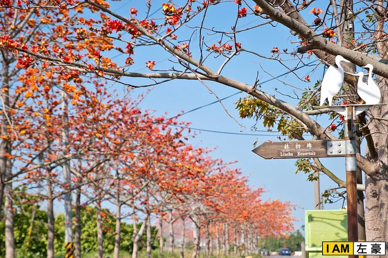 [旅遊] 台南。白河區 林初埤木棉花道 (燃燒綻放)