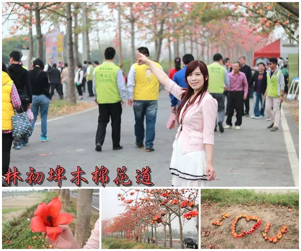 【台南景點】全球最美十五條花道~白河林初埤木棉花道        
      